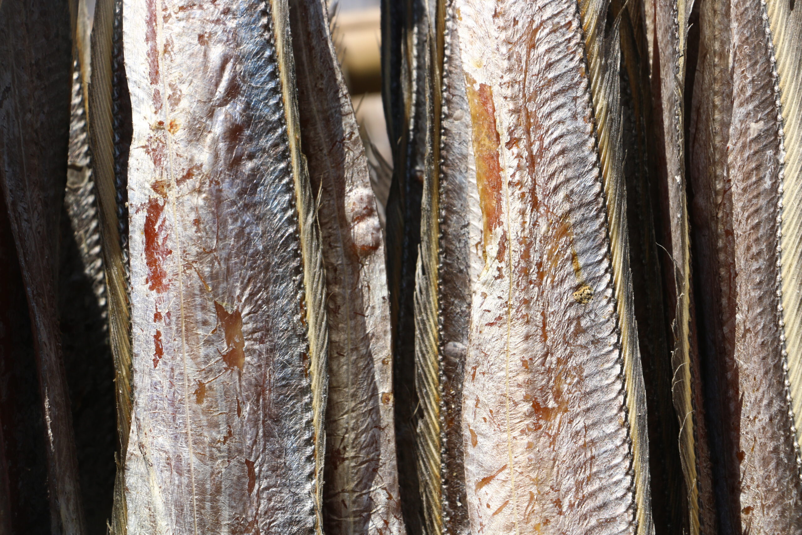 প্রিমিয়াম জাতি ছুরি মাছ (লবণমুক্ত) - Image 2